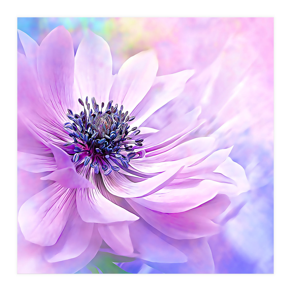Wispy Purple Anemone (Print Only)