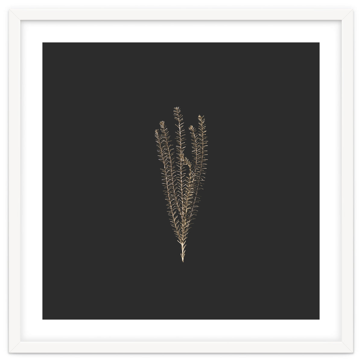 Delicate Fynbos Botanicals in Gold and Black - Square