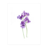 A Purple Posy Of Sweet Peas (Print Only) thumbnail