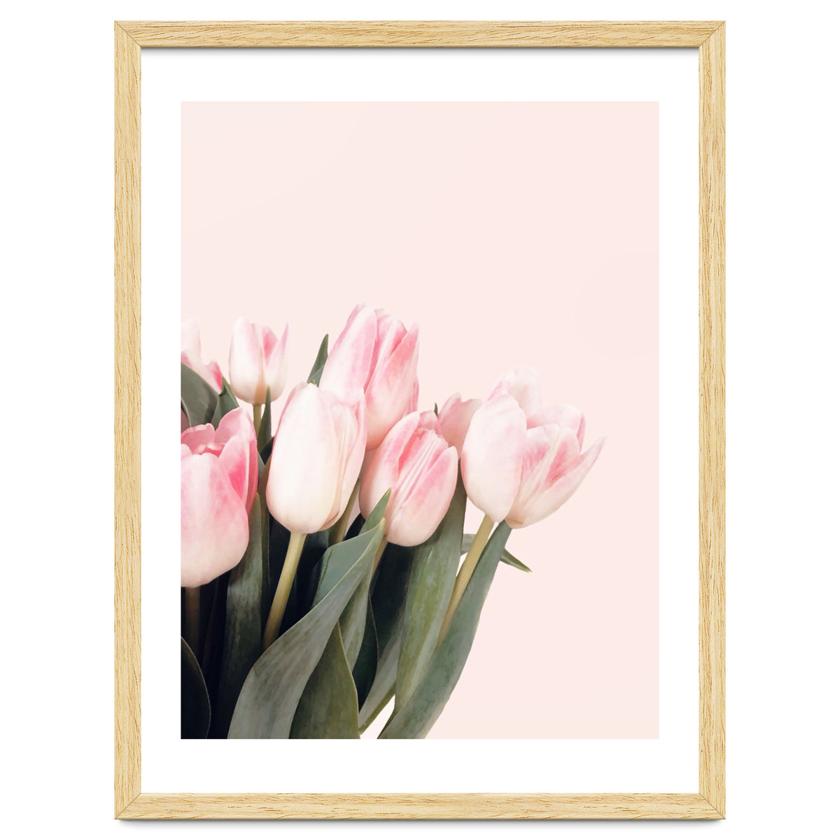 Pink Tulips