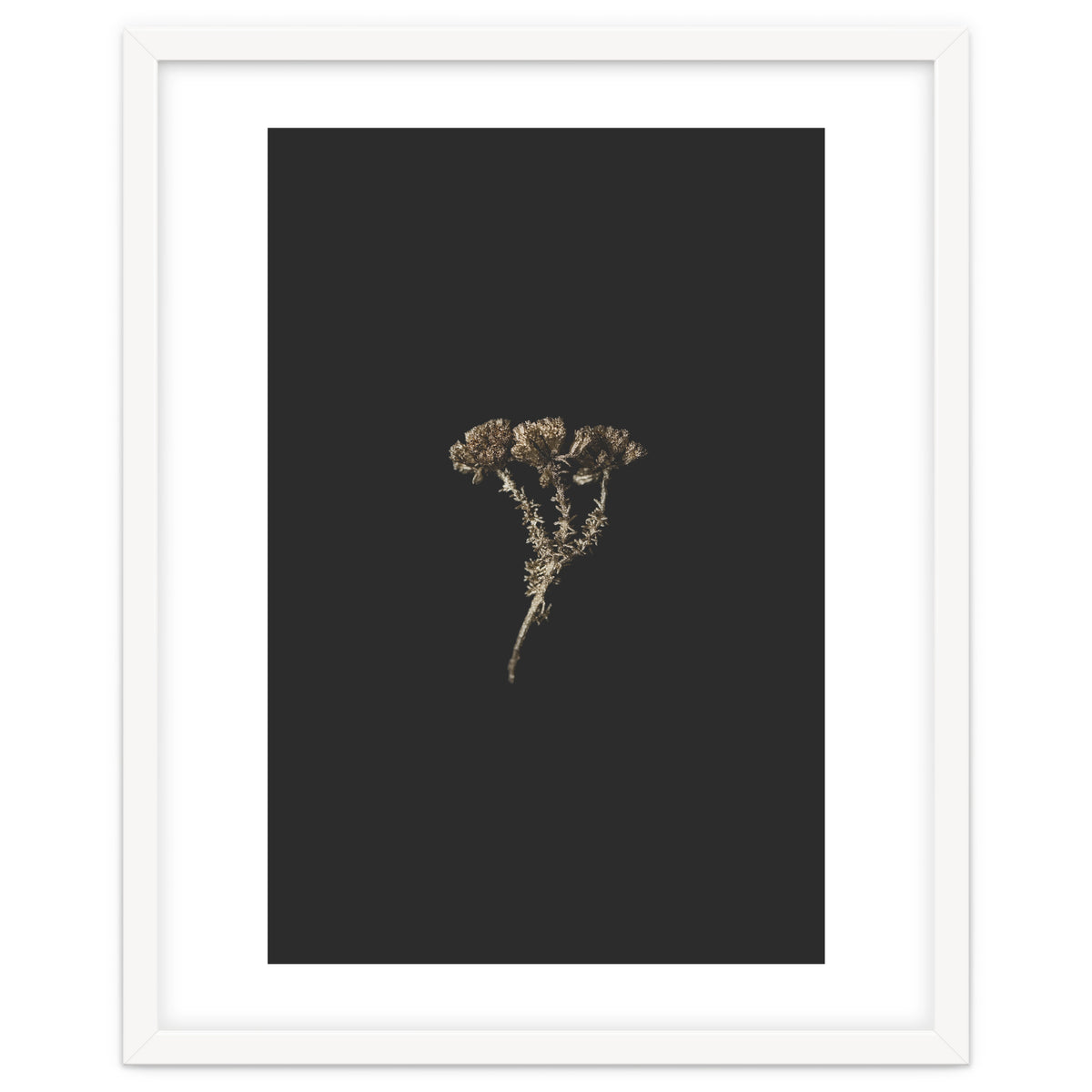 Gold Burst Botanicals