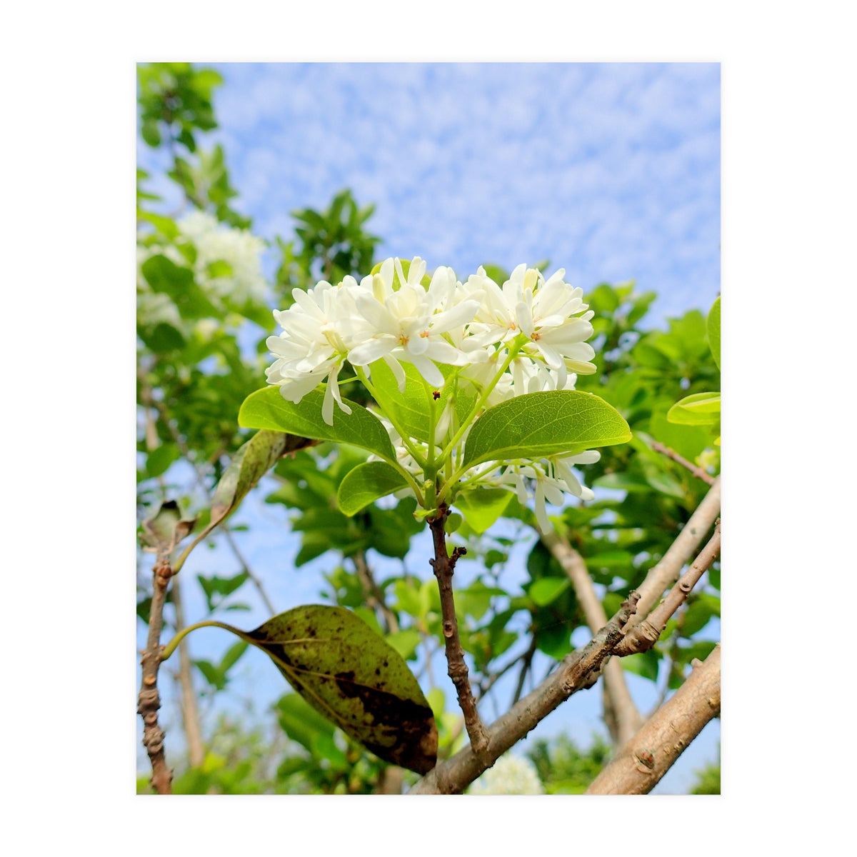 Glowing  (Print Only)