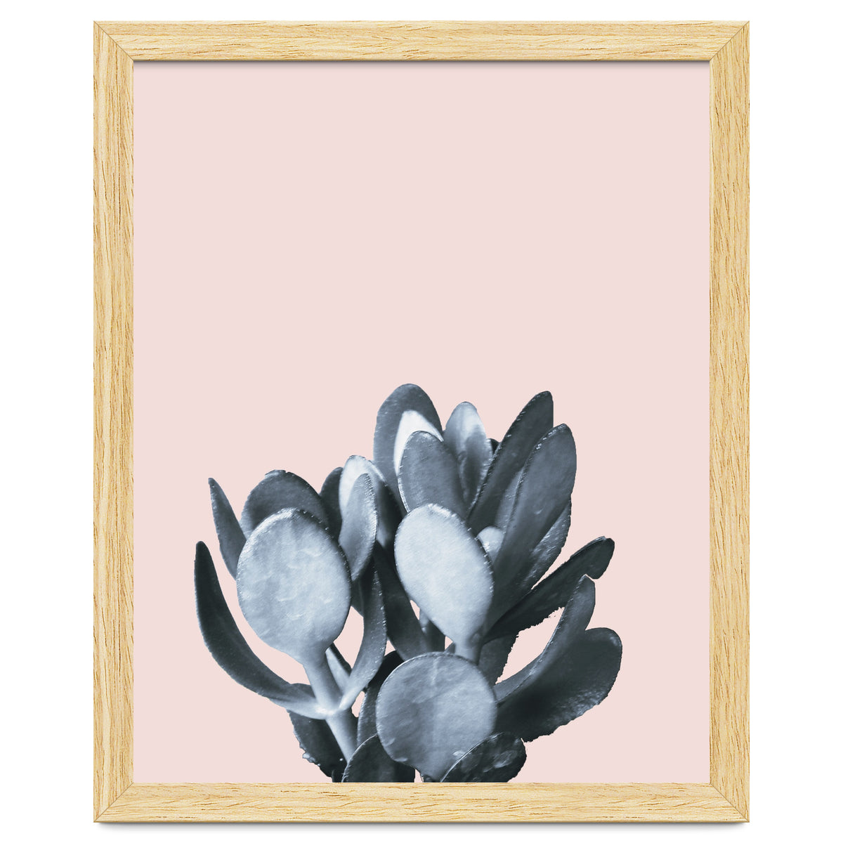 Cactus collection BL-II