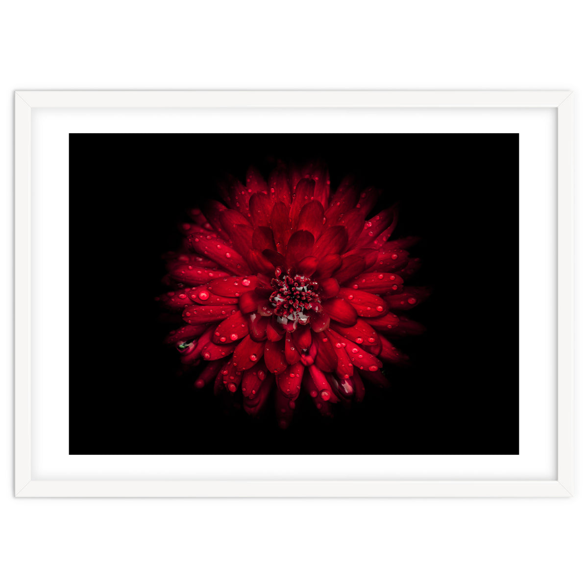 Backyard Flowers 45 Color Version