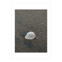 Shell in Sea Shore (Print Only)