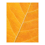 Autumn Leaf (Print Only) thumbnail