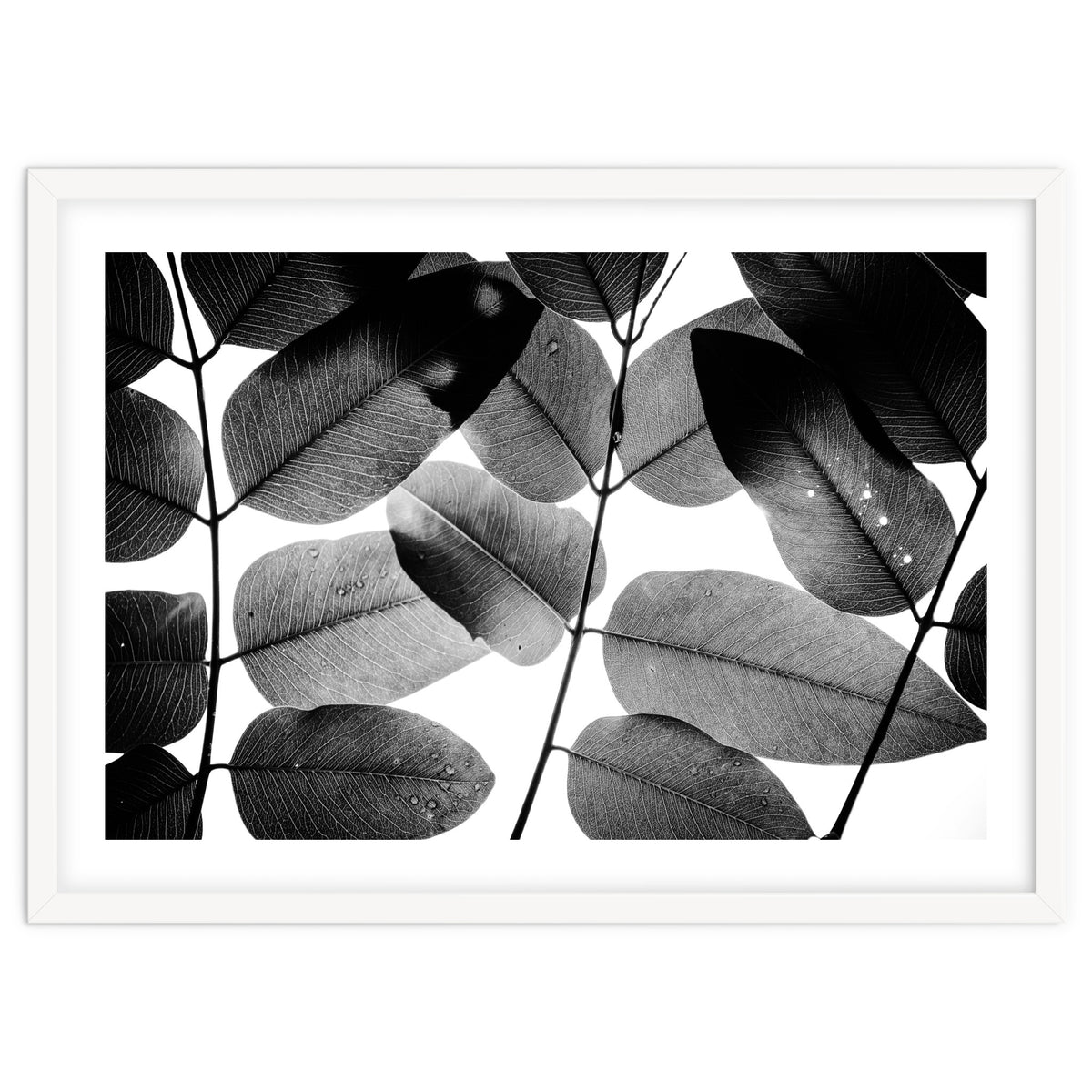 Experiments with Leaves II