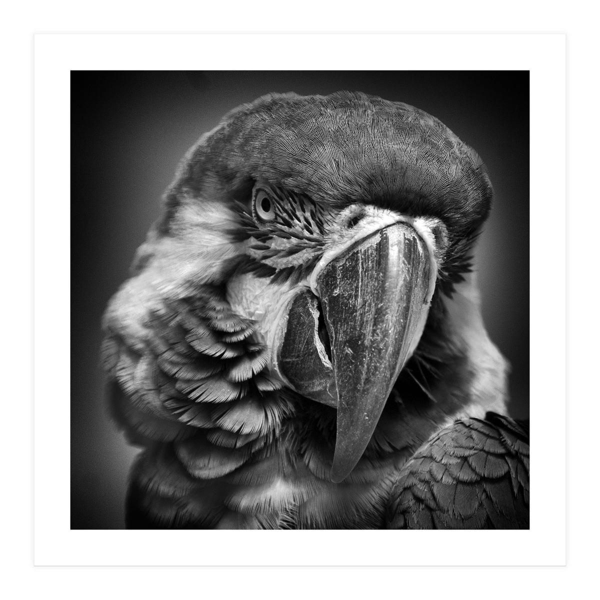 Macaw (Print Only)