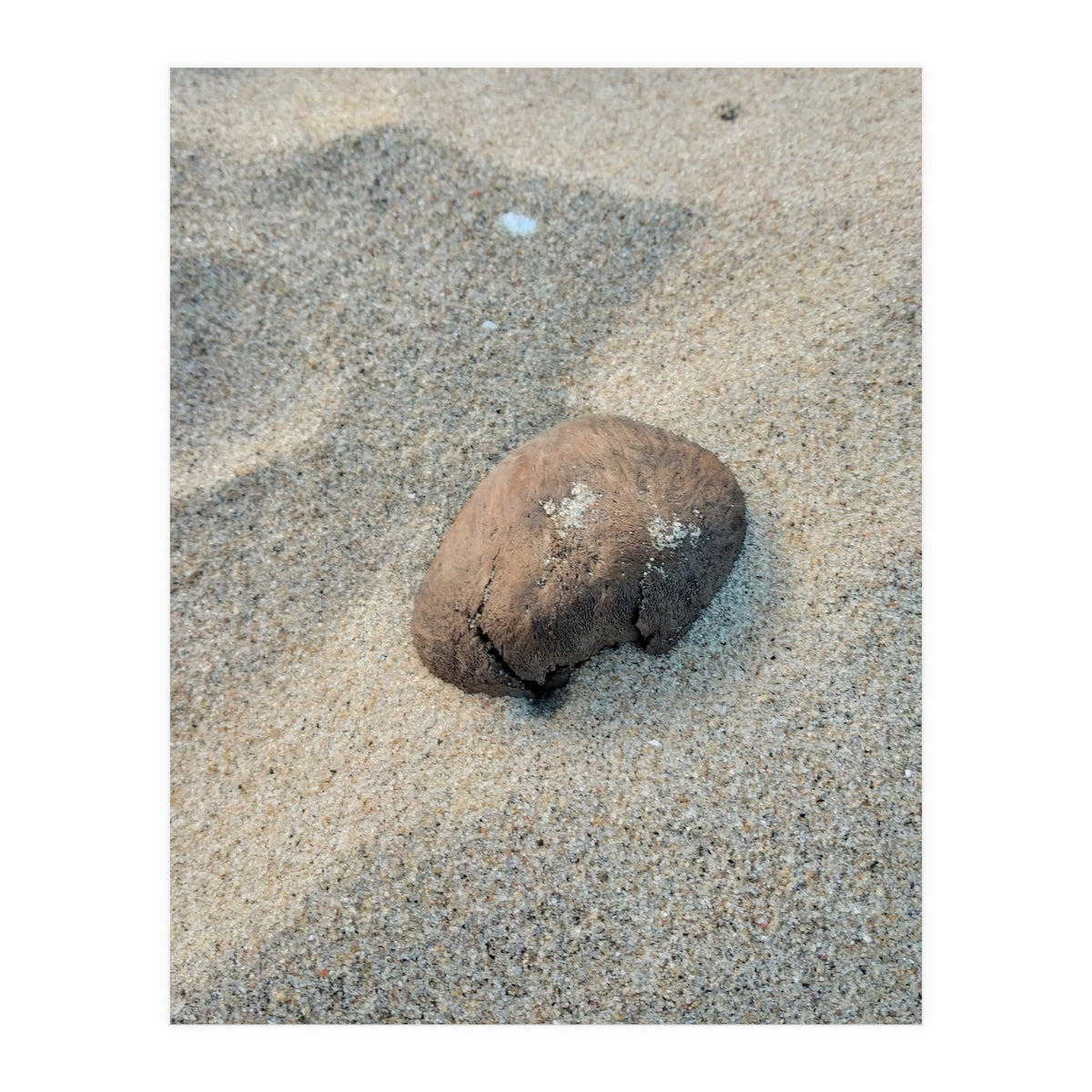 Coastal Shell (Print Only)