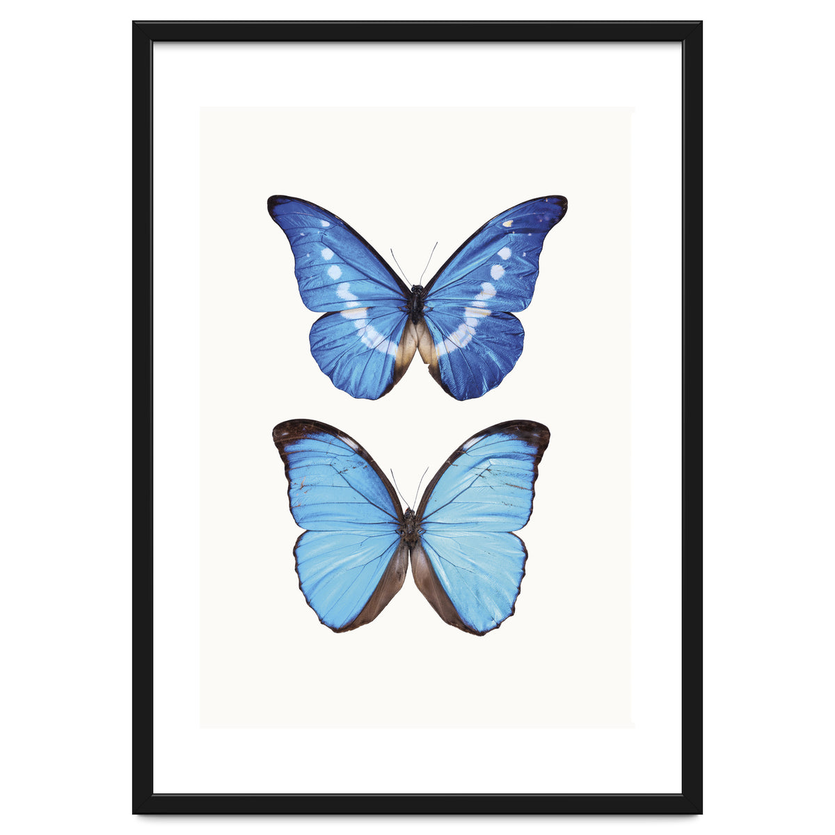 Cc Butterflies 05