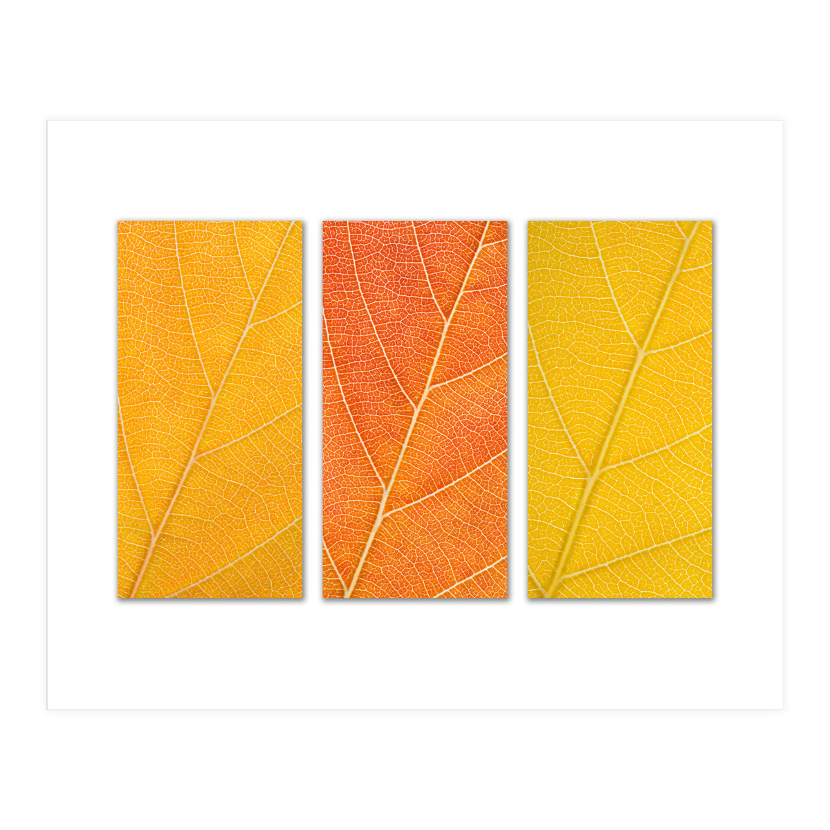 Autumn Leaves (Print Only)