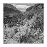 Los Palmitos (Print Only) thumbnail