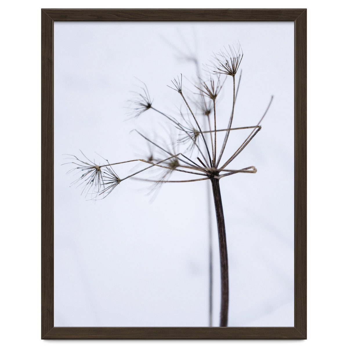 Wildflower in Winter