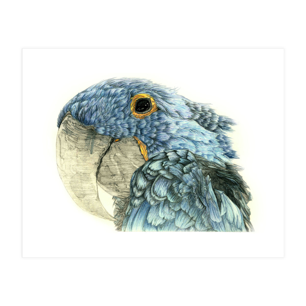 Blue Parrot (Print Only)