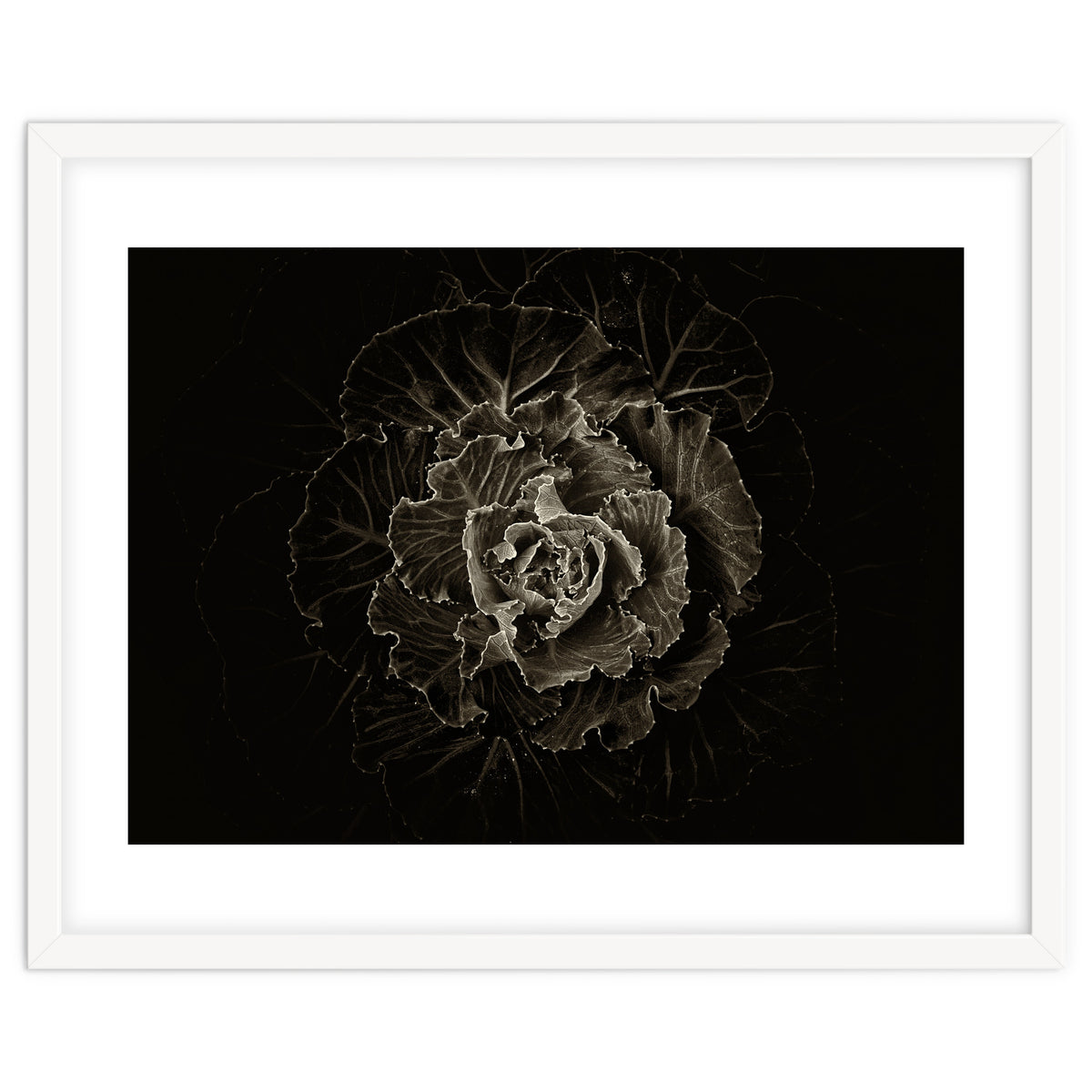 Backyard Flowers No 100 Sepia Version