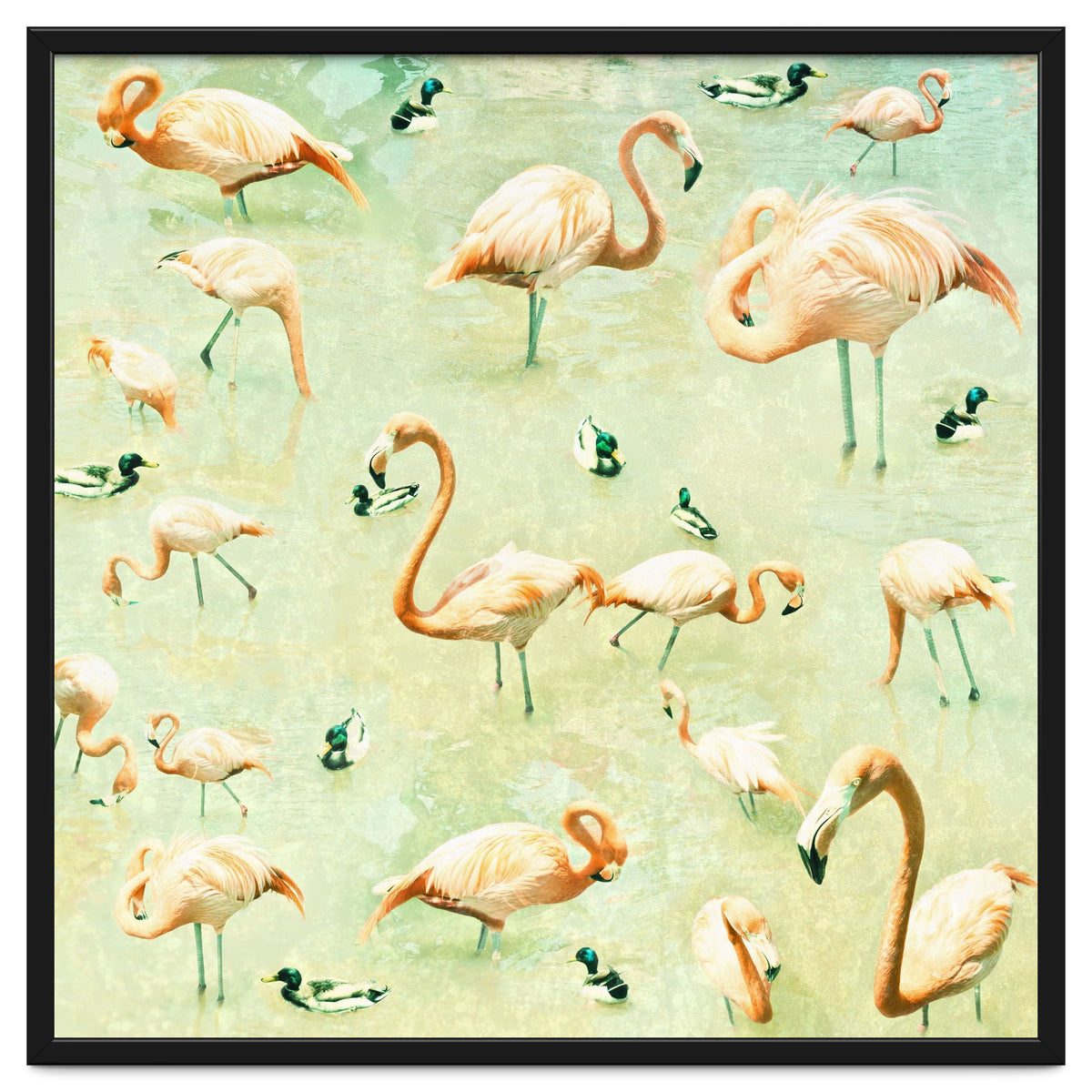 Flamingos
