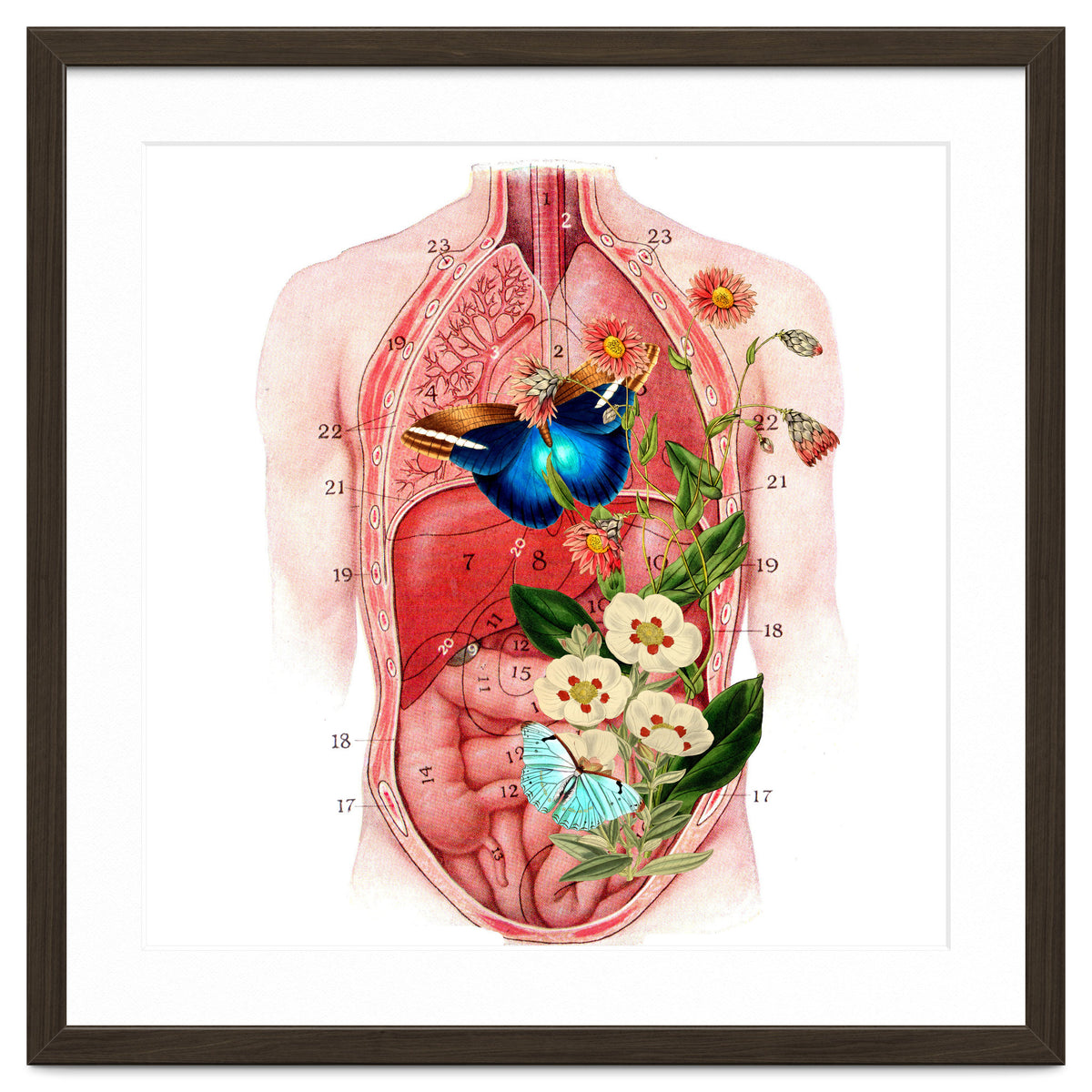 Butterflys In The Belly Makes Flower Grows