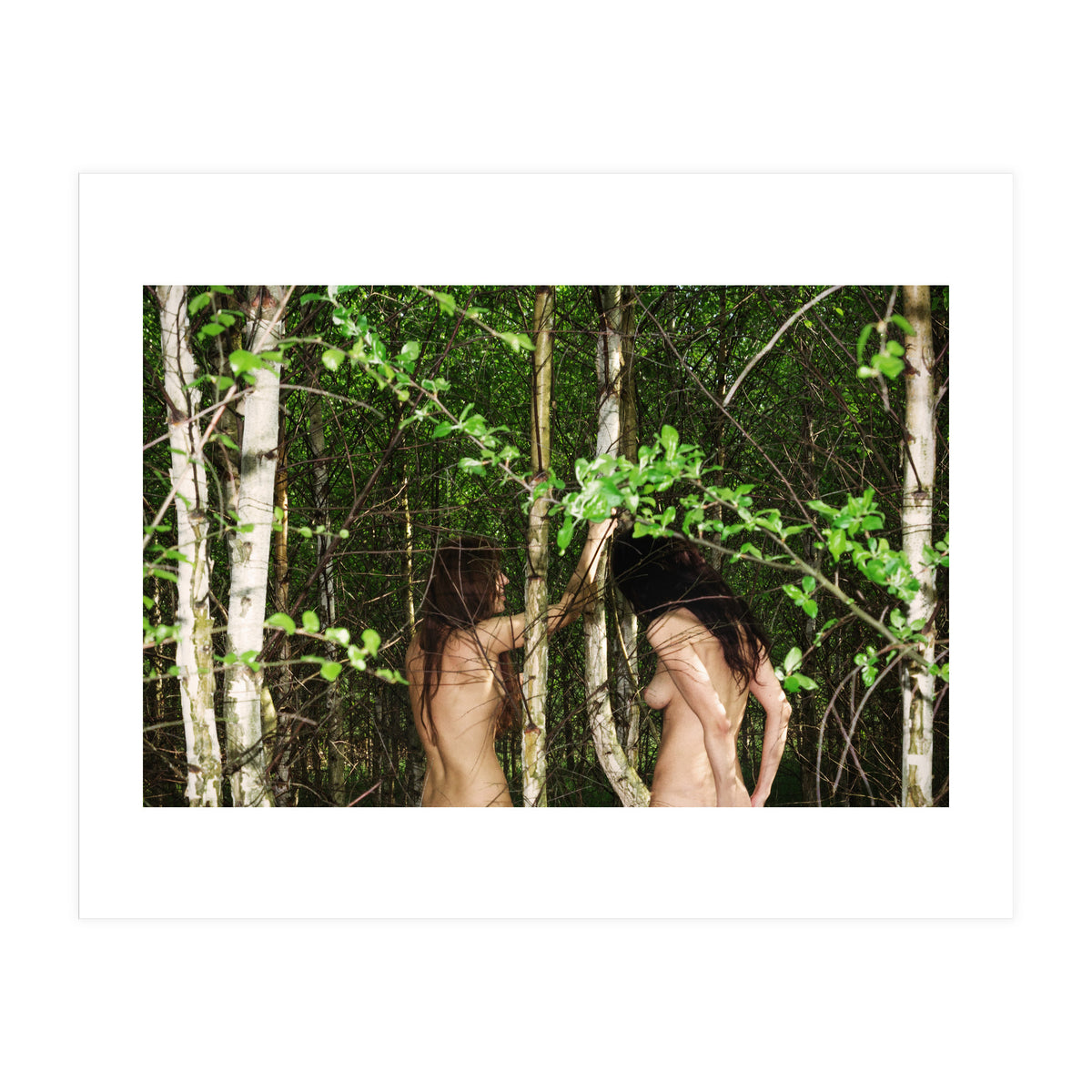 Birches (Print Only)