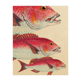 Fish Classic Designs 7 (Print Only) thumbnail