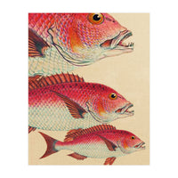 Fish Classic Designs 7 (Print Only)