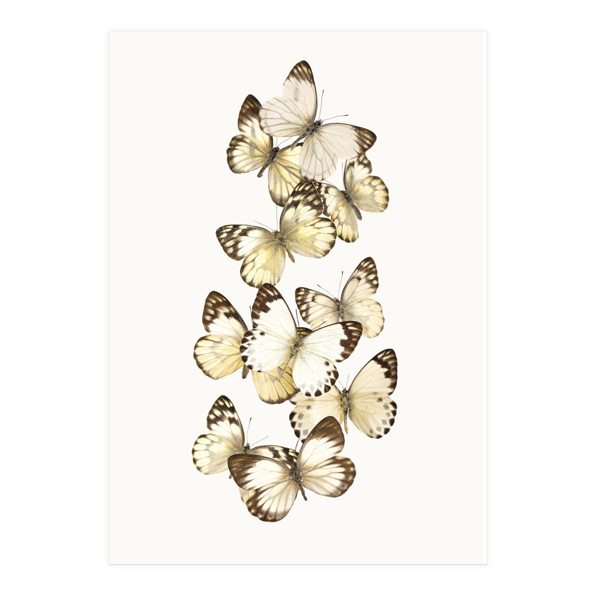 Cc Butterflies 01 (Print Only)