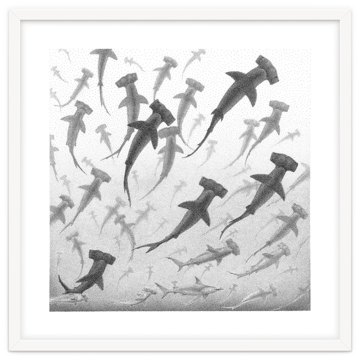 Schooling Hammerheads