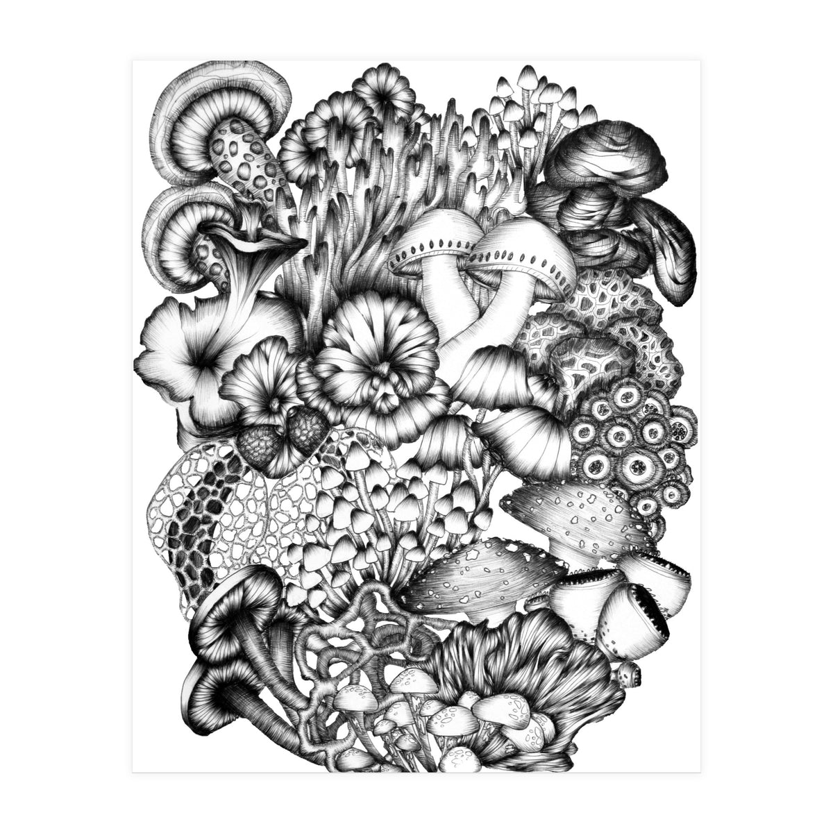 Medley Of Mushrooms (Print Only)