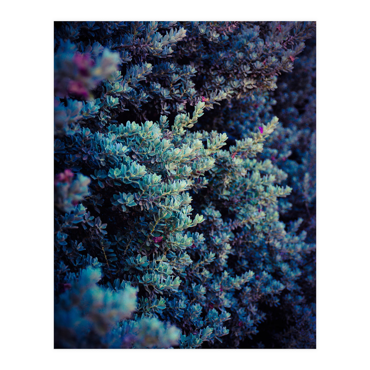 Spring (Print Only)