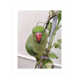 Attractive Indian Parrot (Print Only) thumbnail