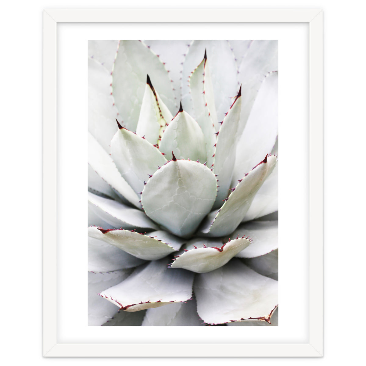 Agave plant