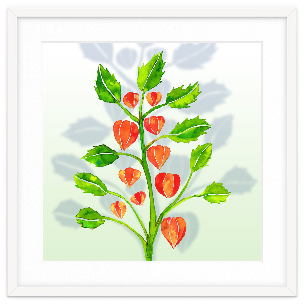 Physalis