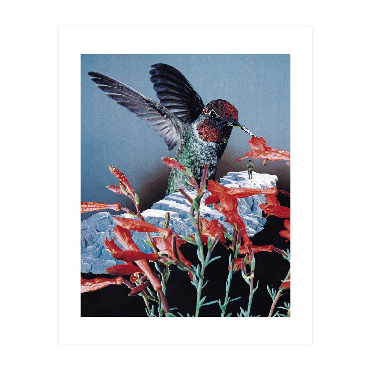 Bird Trainer (Print Only)