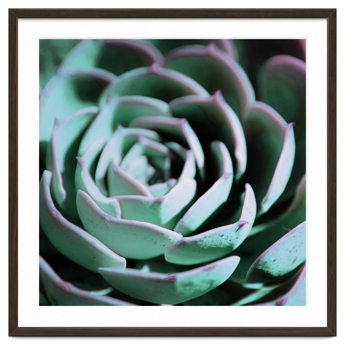 DARKSIDE OF SUCCULENTS III-A