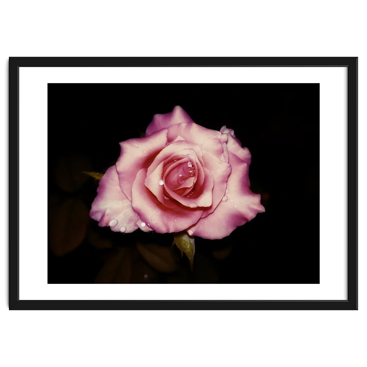 Satin Rose