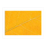 Autumn Leaf (Print Only) thumbnail