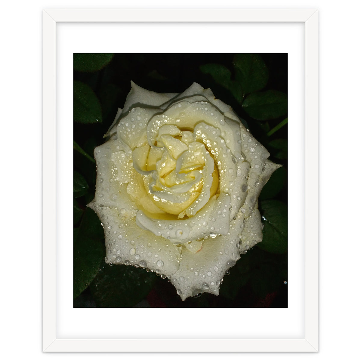 Floribunda Rose