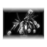 Tulips (Print Only) thumbnail