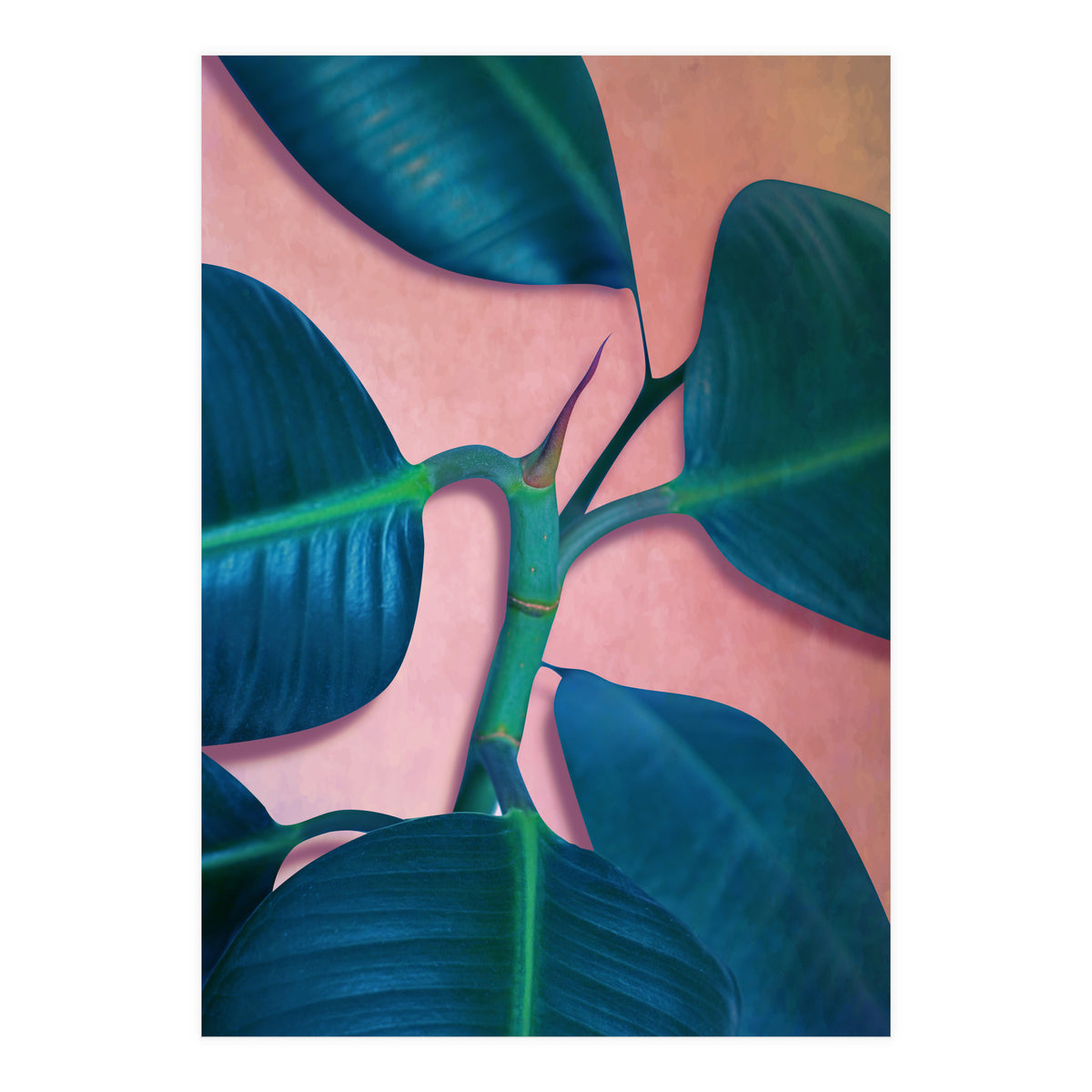 Ficus Elastica (Print Only)