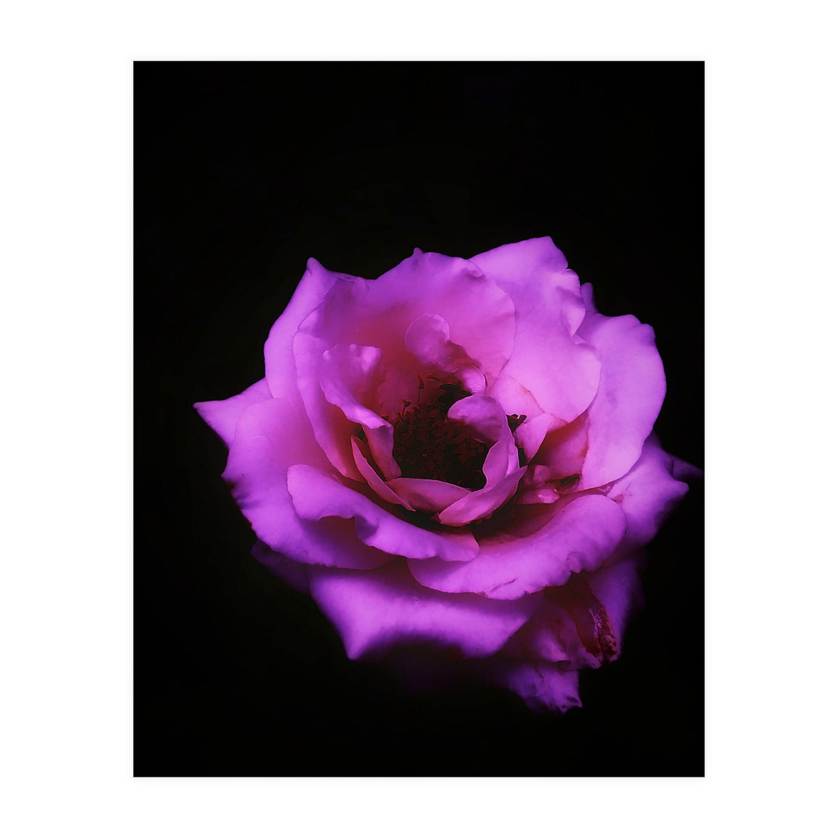 Closeup Pink Rose (Print Only)