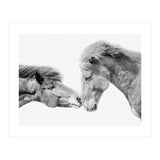 Horse Love in Iceland (Print Only) thumbnail