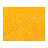 Autumn Leaf (Print Only) thumbnail
