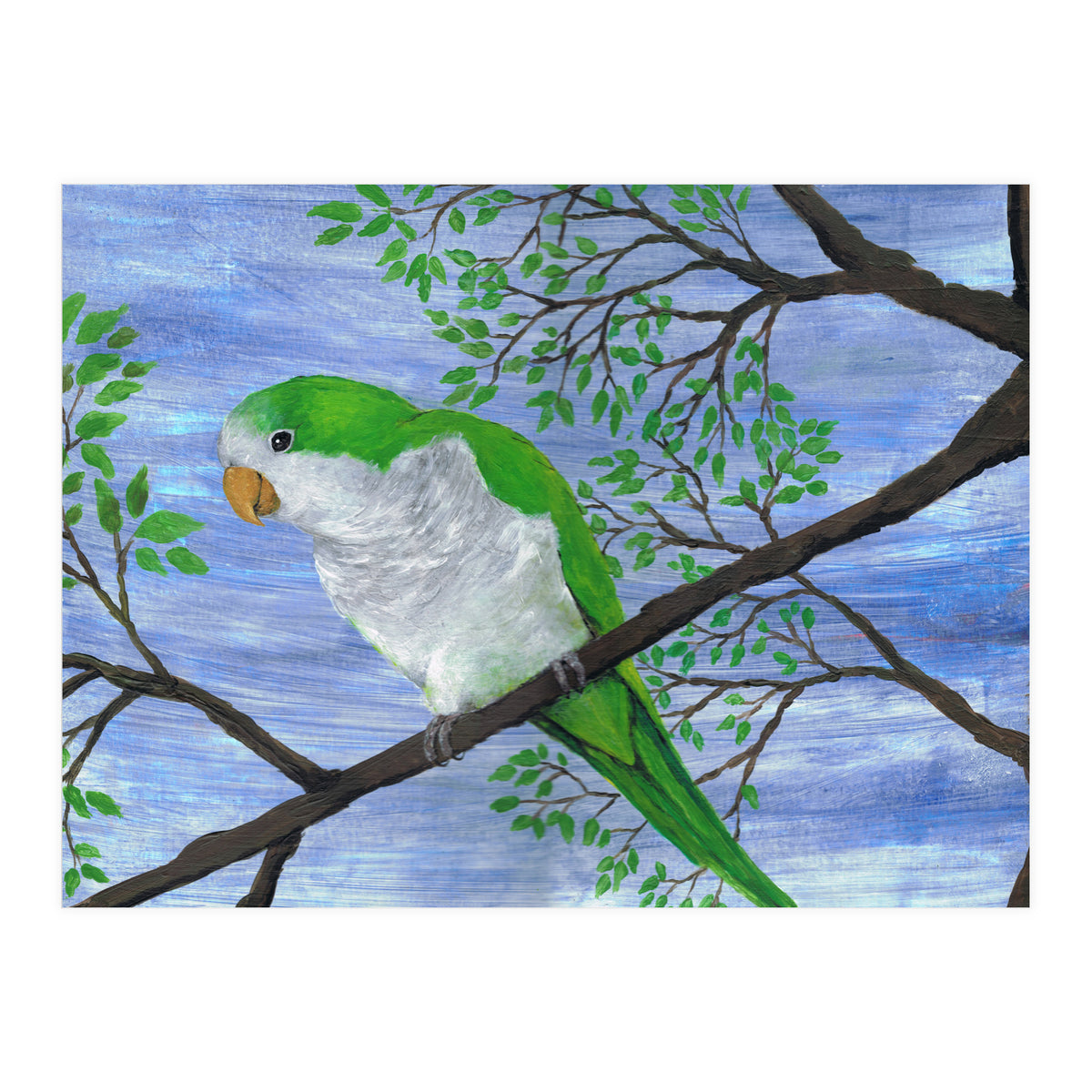 Quaker parrot (Print Only)