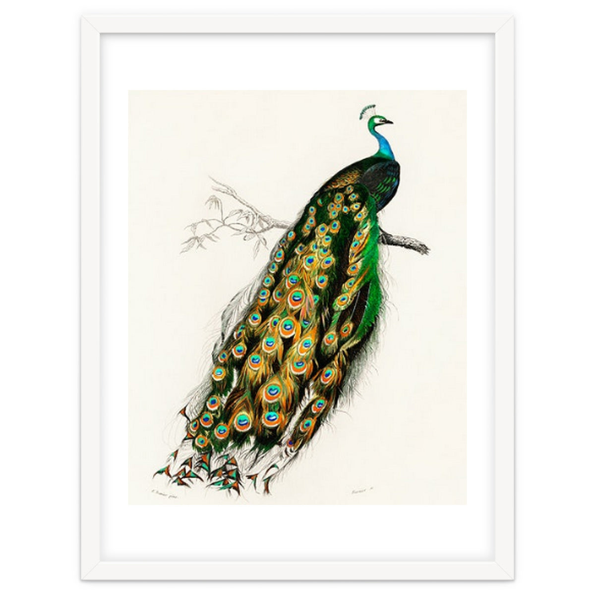 Indian peafowl illustrated