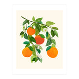 Oranges and Blossoms II (Print Only) thumbnail