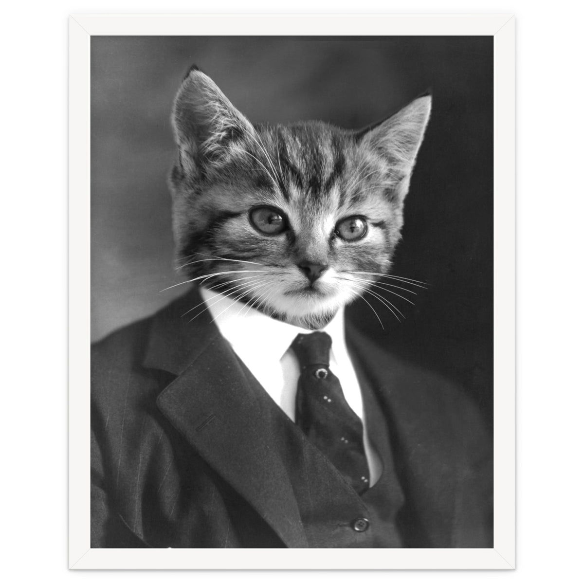 Gentleman Cat