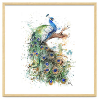 Peacock - Wildlife Collection