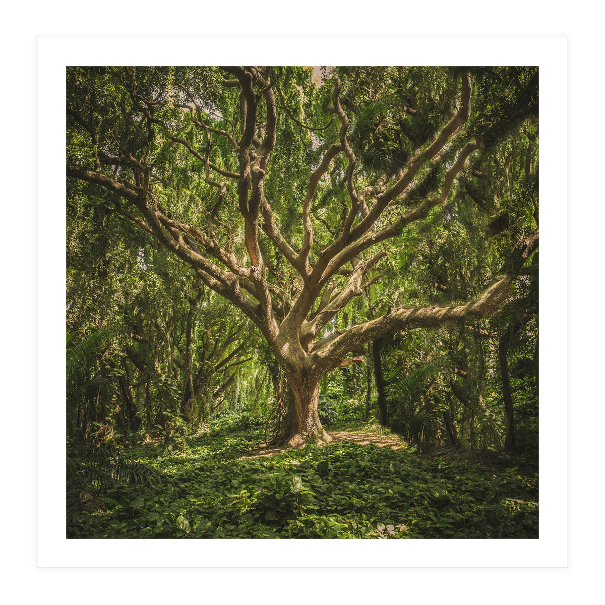 Spirits inside the wood (Print Only)