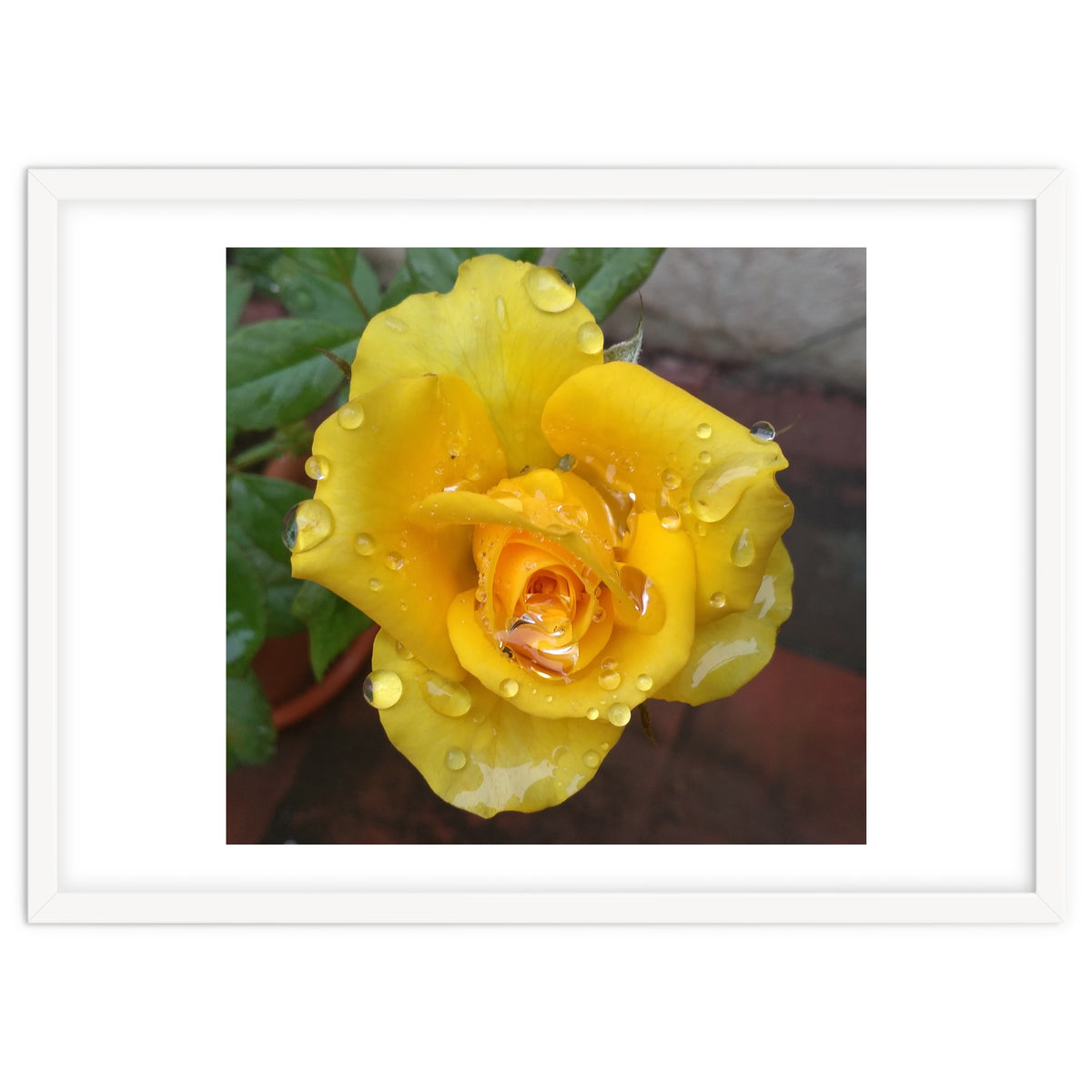 Yellow Rose with Dew Drops