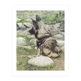 African Painted Dog I (Print Only) thumbnail