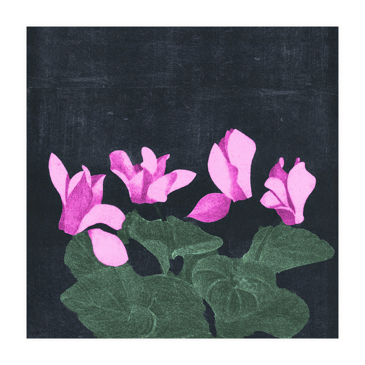 Cyclamen  (Print Only)